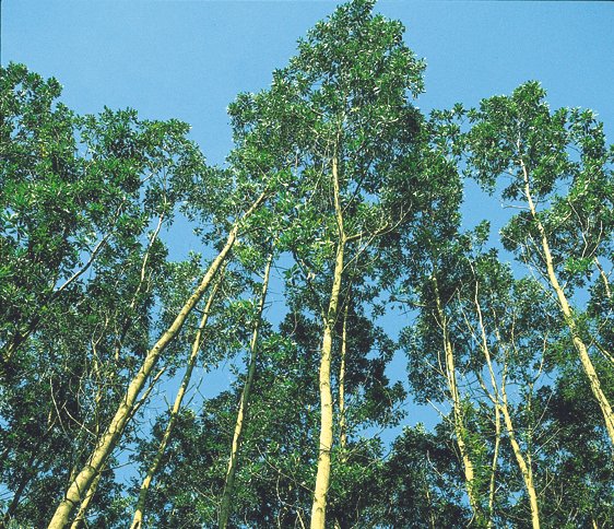 エイプリルダイアログ