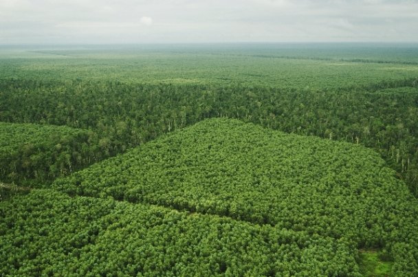 indo forestry and development