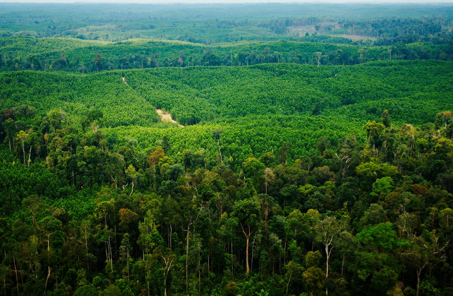 Sustainably managed forest plantation 