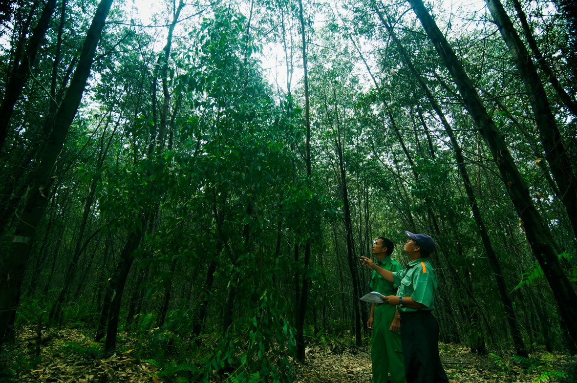 APRIL staff at forest plantation