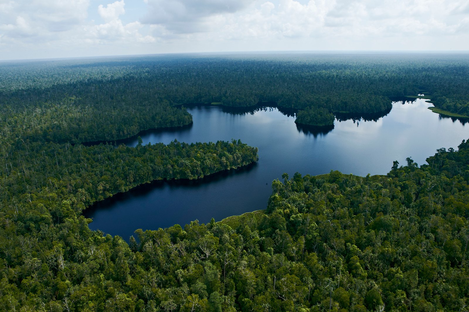 Restorasi Ekosistem Riau (RER) was launched in 2013 to protect ecologically important pat forest in Kampar Peninsula, Riau, Indonesia. 