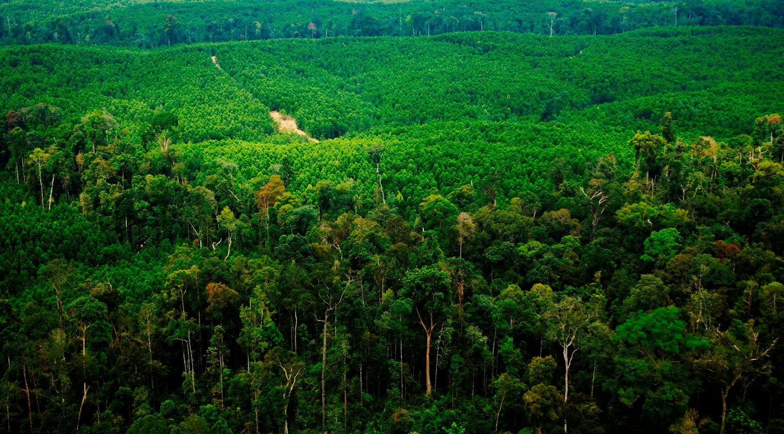 APRIL's Sustainably Managed Forest Plantation