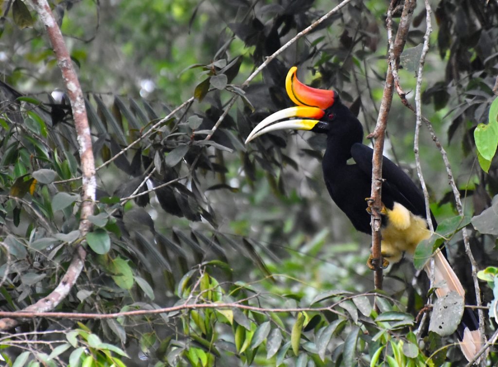 Rhinoceros Hornbill Buceros RER-Rhinoceros-Hornbill-Buceros